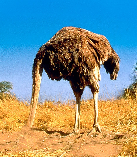 Don't stick your head in the sand. 
Affiliated butt litter does damage any organisation's public image. 
People do notice when others litter their butts.