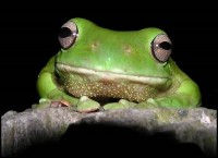 Frog Frog