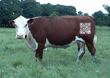 Get moooving!
QR Codes equal permanent branding!
That's no bull!