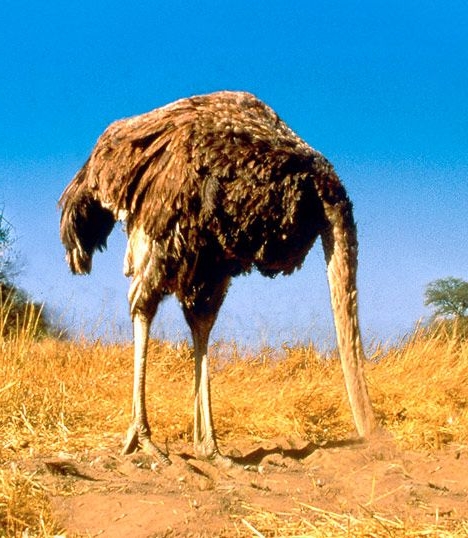 Don't stick your head in the sand...